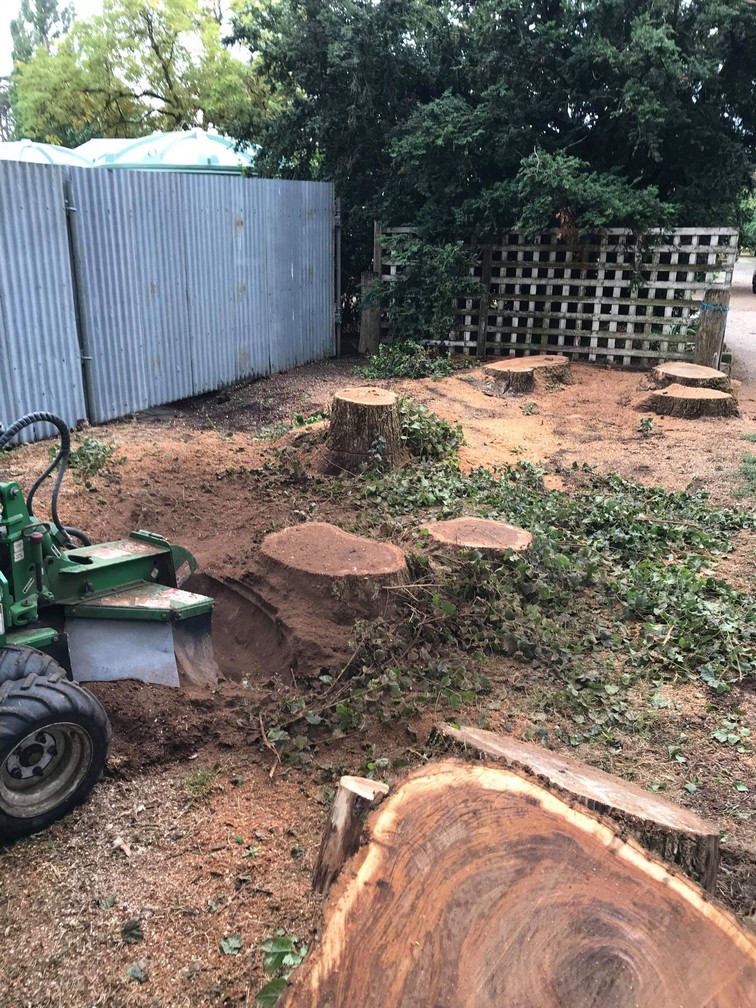 tree stump removed in Ballan
