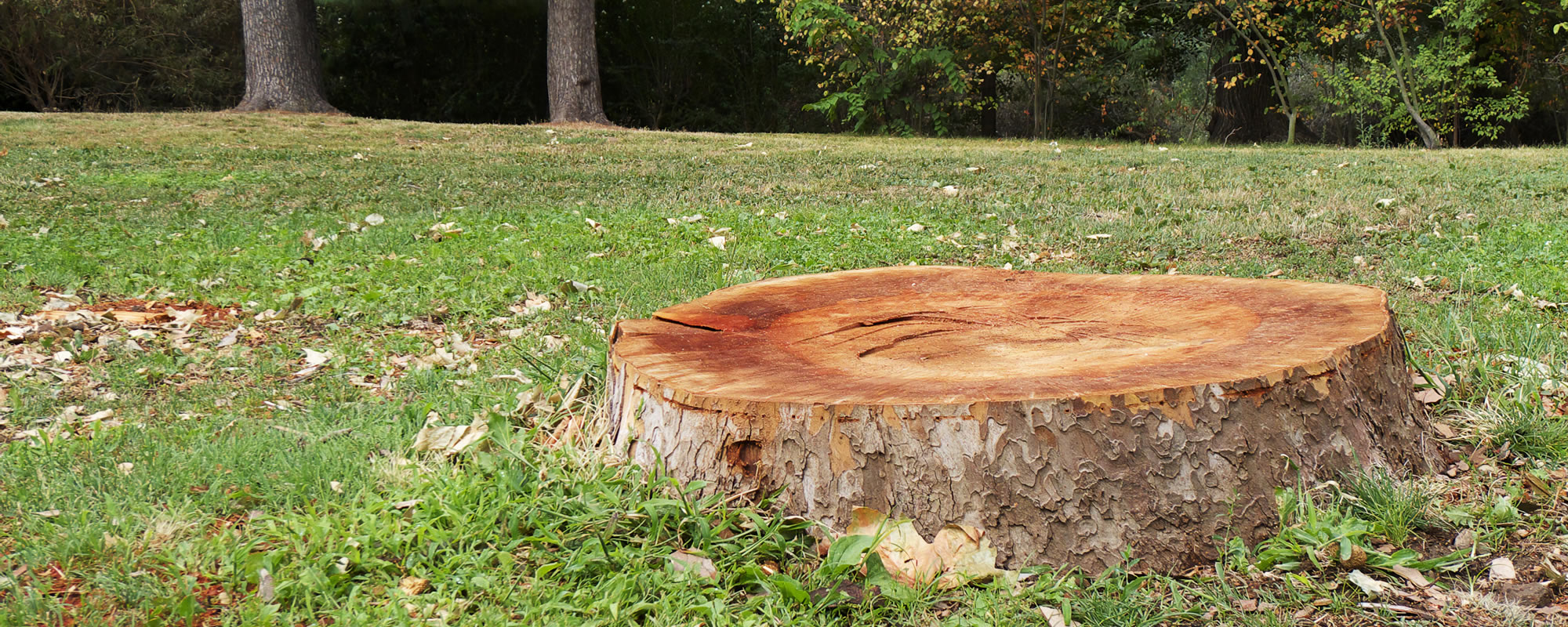 Stump Grinding Victoria